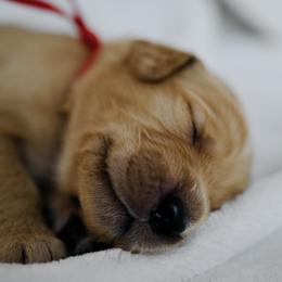 Rockefeller - Red Collar - Golden male Golden Retriever puppy in Stockton, California from Golden Weenie Club