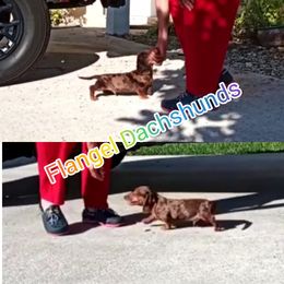 Dachshund Puppies from Flangel Dachshunds