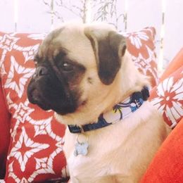 Pugs from J&J Iron Mountain Ranch Pugs