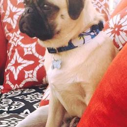 Pugs from J&J Iron Mountain Ranch Pugs