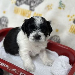 Boy 1 - Havanese puppy from La Brisa Havanese