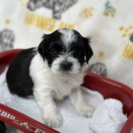 Boy 1 - Havanese puppy from La Brisa Havanese