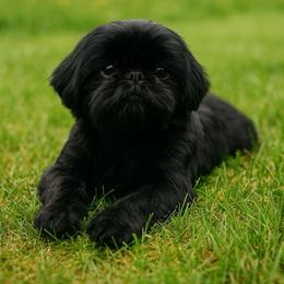 Dolly - Shih Tzu