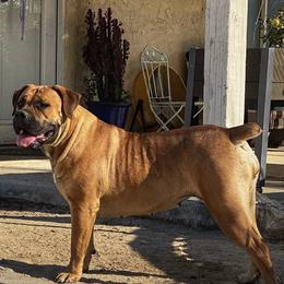 Havoc - Boerboel