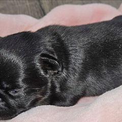 Girl - Black and tan female Brussels Griffon puppy in Fyffe, Alabama from BamaBrussels