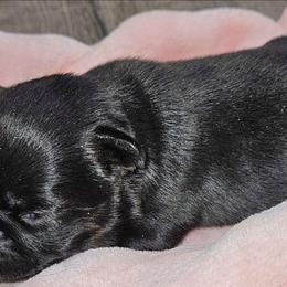 Girl - Black and tan female Brussels Griffon puppy in Fyffe, Alabama from BamaBrussels