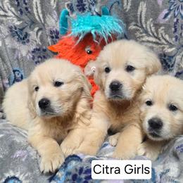 Citra Girl 1 - Light golden female Golden Retriever puppy in Niles, Michigan from Composer Goldens