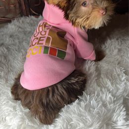 Yorkshire Terrier Puppies from Pretty Little Yorkies