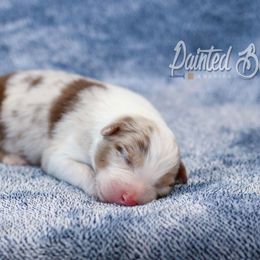Australian Shepherd, Miniature American Shepherd, Miniature Australian Shepherd, and Toy Australian Shepherd Puppies from Painted Blue Aussies