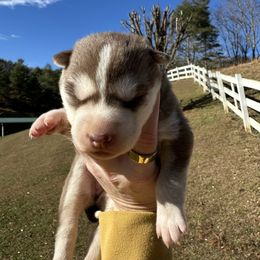Cashew - Red and white female Siberian Husky puppy in Burnsville, North Carolina from Peterson Puppies