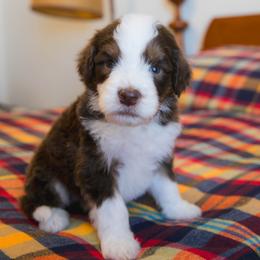 Carrot - male Australian Mountain Doodle puppy in Lafayette, Missouri from Brick House Farm Doodles