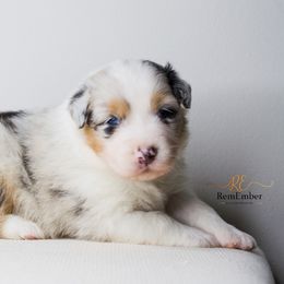 Australian Shepherd Puppies from RemEmber Australian Shepherds