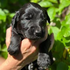 Goldendoodles from Coyote Ranch Goldendoodles