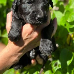 Goldendoodles from Coyote Ranch Goldendoodles