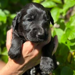 Goldendoodles from Coyote Ranch Goldendoodles