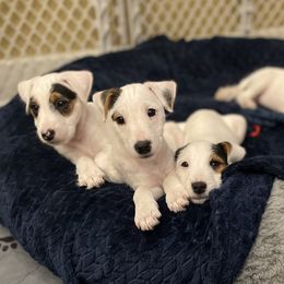 Parson Russell Terrier Puppies from Deep Creek Welsh Farm
