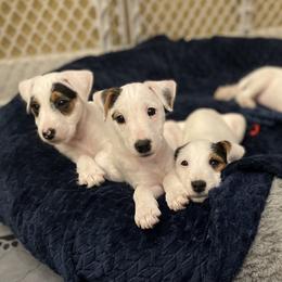 Parson Russell Terrier Puppies from Deep Creek Welsh Farm