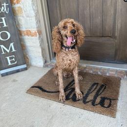Ember - Red  female Poodle puppy in Arlington, Texas from Van Haselen Poodles and Doodles