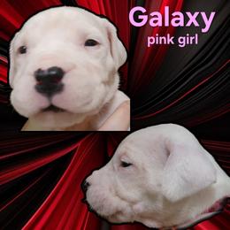 Girl 5 - pink girl - White female Dogo Argentino puppy in Blythe, California from Dogos del Gran Reino