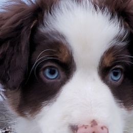 Australian Shepherd Puppies from Red Feather Aussies