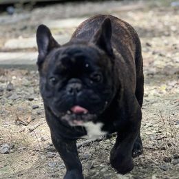 Crush - French Bulldog