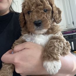 Goldendoodle Puppies from Life_on. Paws