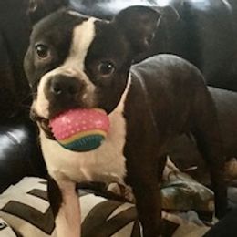 Miles - Boston Terrier