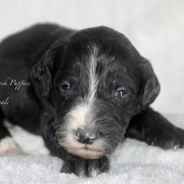 Camille - Black and white female Sheepadoodle puppy in Lowry City, Missouri from Cooper Creek Puppies