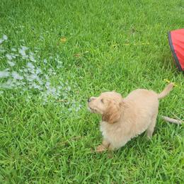 Goldendoodle Puppies from Costa's Curly Canines