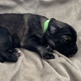 German Shepherd Puppies from Park Hill German Shepherds