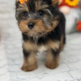 Presley - Black and tan female Yorkshire Terrier puppy in Smithville, Oklahoma from Bristy’s Pampered Pups