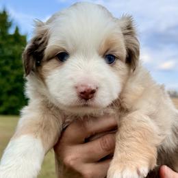 Miniature Australian Shepherds from Big D’s Aussie