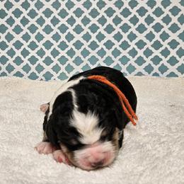 Chicken Jockey - Tri-color male Bernedoodle puppy in Flat Rock, North Carolina from Sukisdoodles