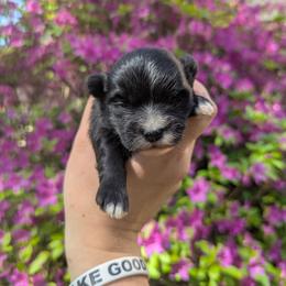 Eliza - Black and white female Havanese puppy in Zanesville, Ohio from Charlotte Landry