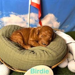 Birdie - Red  female Goldendoodle puppy in Chelan, Washington from North Cascades Doodles