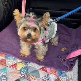 Paris - Yorkshire Terrier