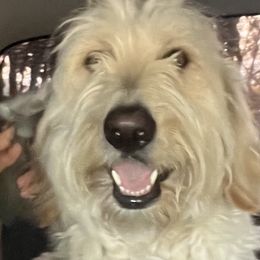 Goldendoodles and Sheepadoodles from Boes Doodles