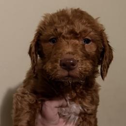 Male, Bright Green Collar - Red  male Goldendoodle puppy in Wichita, Kansas from Goldendoodles of Oz