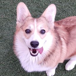 Bear - Pembroke Welsh Corgi
