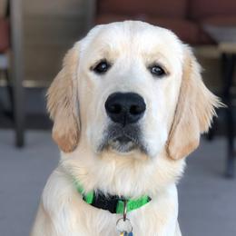 Golden Retrievers from Hambrick Golden Retrievers