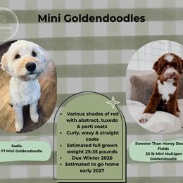 Goldendoodle puppies from Gracious Doodle Dogs