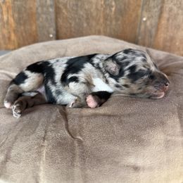 Aggie - Blue merle female Aussiedoodle puppy in Eastland, Texas from H5 Mini Doodles