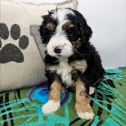 Aragorn - Tri-color male Bernedoodle puppy in Granton, Wisconsin from Rose River Farms