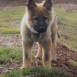 German Shepherd Puppies from My K9 Guardian