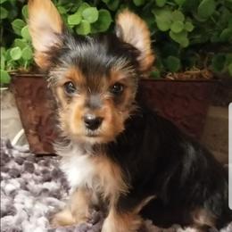 Star - Black and gold female Yorkshire Terrier puppy in Hot Springs, Arkansas from Kimberly's Lovable Littles