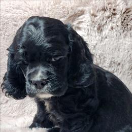 SHILOH - Black male Cocker Spaniel puppy in Byram, Mississippi from Chloe's Cocker Spaniels