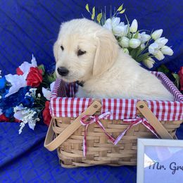 Boy 6 Grey (Thor) - Light golden Golden Retriever puppy in Pacheco, California from One Thousand Tails