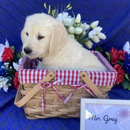 Boy 6 Grey (Thor) - Light golden Golden Retriever puppy in Pacheco, California from One Thousand Tails