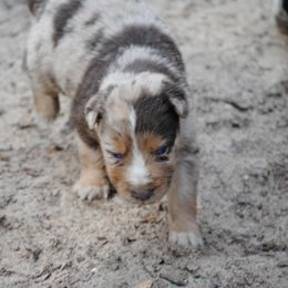 Australian Shepherd Puppies from Stephanie Young's Australian Shepherds