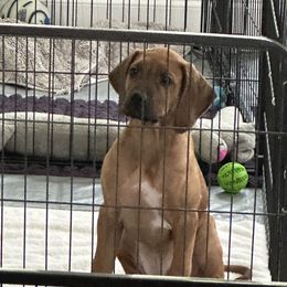 Rhodesian Ridgeback Puppies from The Realm